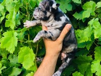 Black Merle French Dişi Bulldog