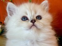 Show Kalite Silver British Longhair Yavruları