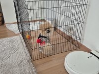 Pasaportlu aşıları tam pomeranian yavrumuz