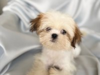 Puf puf shih tzu kızım