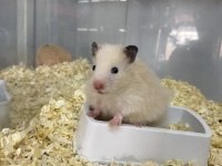 BABY FİSH AQUARİUM sağlıklı hamster ve yavrular