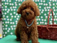 Orjinal 0 Numara Toy Poodle Yavrularımız