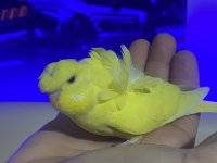 Japones Show Ve Show Jumbo Evcil Bebek Kuşlar