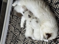 1 aylık 4 tane yavru ragdoll