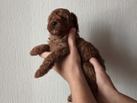 Toy Poodle Yavrularımız