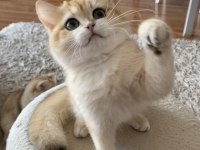 Safkan British Shorthair erkek yavru