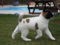 %100 Safkan Akita Yavruları Sağlık ve Irk Garantili