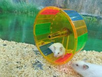 Hamster ve Gonzales