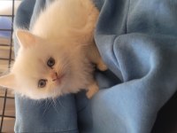 Himalayan cinsi kedimiz