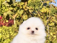 Minicik Pomeranian Boo Köpeği