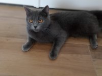 Orijinal british shorthair