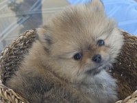 Irk garantili saf kan pomeranian