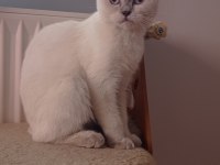 Safkan Blue Point Scotish Fold