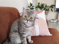 British shorthair ücretsiz sahiplendirme