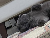1 yaşında erkek Scottish fold kedimiz