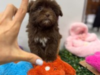 KORE MALTİPOO KG GARANTİLİ YAVRUM TUVALET EĞİTİMLİ