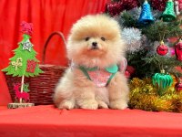 Pomeranian yavruları