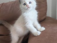 SECERELİ RAGDOLL KEDİSİ YAVRULAR
