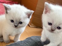 30 günlük safkan A kalite yavru tavşanı rezerveye açık