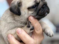 Pug Mops Bebekler