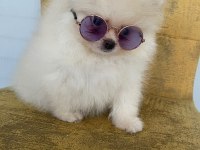 İki Aylık Yavru Pomeranian