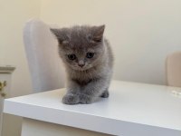 British shorthair kedimiz