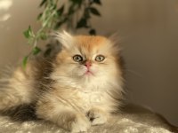 Şecereli ny12 british longhair