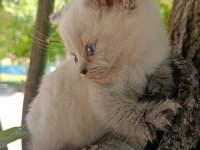 Orjinal Yavru British Shorthair Blue Point Erkek