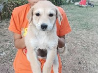 Kırma terrier anneden 5 tatlış yavru