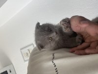 50 Günlük Dişi Scottish Fold