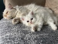 Exotic shorthair yavru 50 günlük