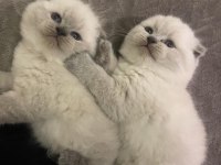Enfes Güzellikte British Shorthair Yavrular