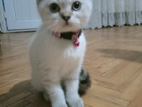 Mavi Gözlü Blue Point British Shorthair Yavrular