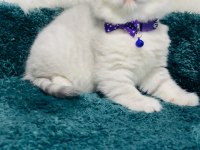 British shorthair silver 2 aylık erkek