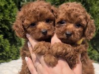 Toy poodle yavrularımız