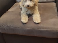 POFUDUK TOY POODLE YAVRULAR