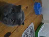 British shorthair ve scottish fold