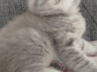 Top kafa ayı surat scottish fold yavrularımız