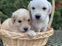 Son 2 golden retriever bebekler tuvalet eğitimli