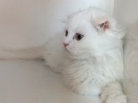 Asil Scottish Fold Longhair yavrumuz