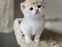 Safkan mükemmel golden british shorthair yavrular