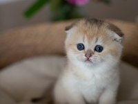 Yuvarlak Hatlı Golden Scottish Fold