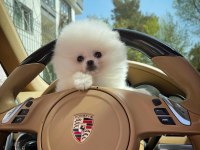 SAFKAN POMERANİAN BOO