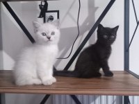 British shorthair yavrular dişi ve erkek mevcut uygun