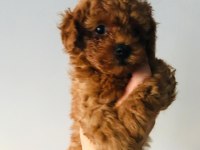 pati ver poodle sizler için burada