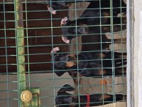 İzmir teslime hazır A kalite doberman