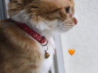 SARMAN DİŞİ KEDİMİZ