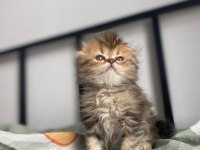 Golden scottish fold yavrular