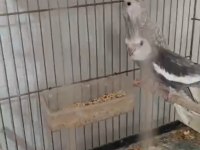 Hazır Yavru Takım Sultan Papağanı