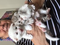 Safkan Scottish Fold Kediler
